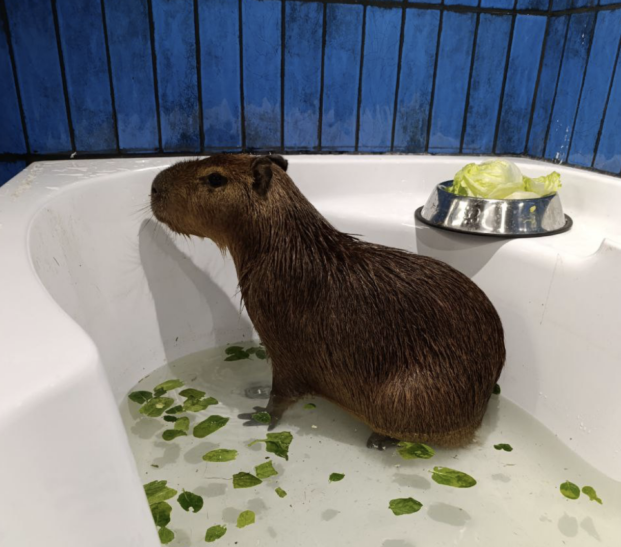 москва кафе с капибарами