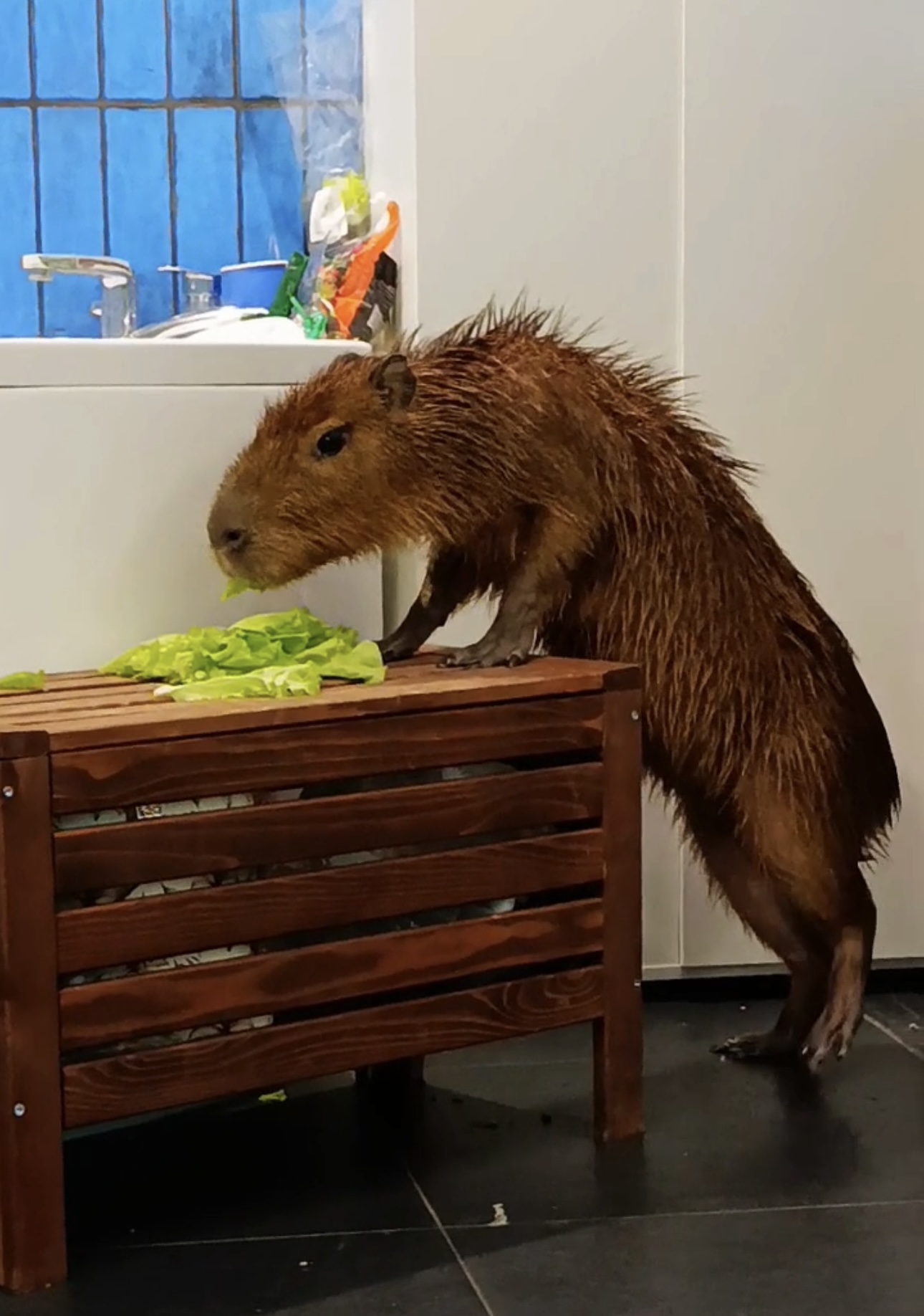 Кафе с капибарой в Москве