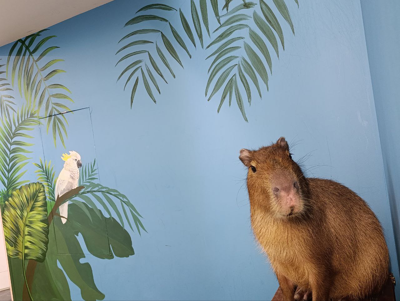 Кафе с капибарами в Москве 