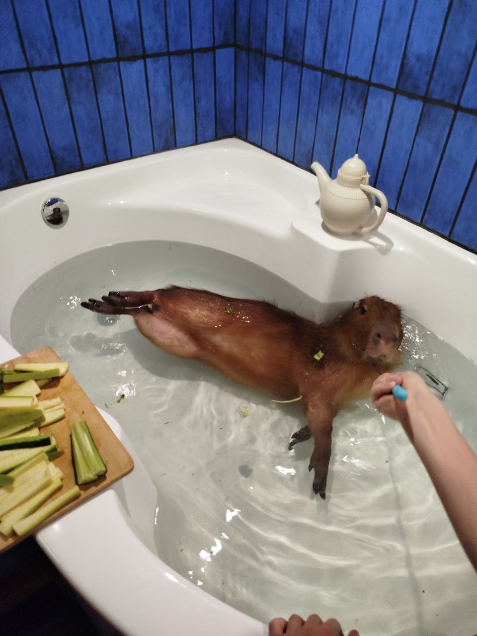 антикафе с живой капибарой