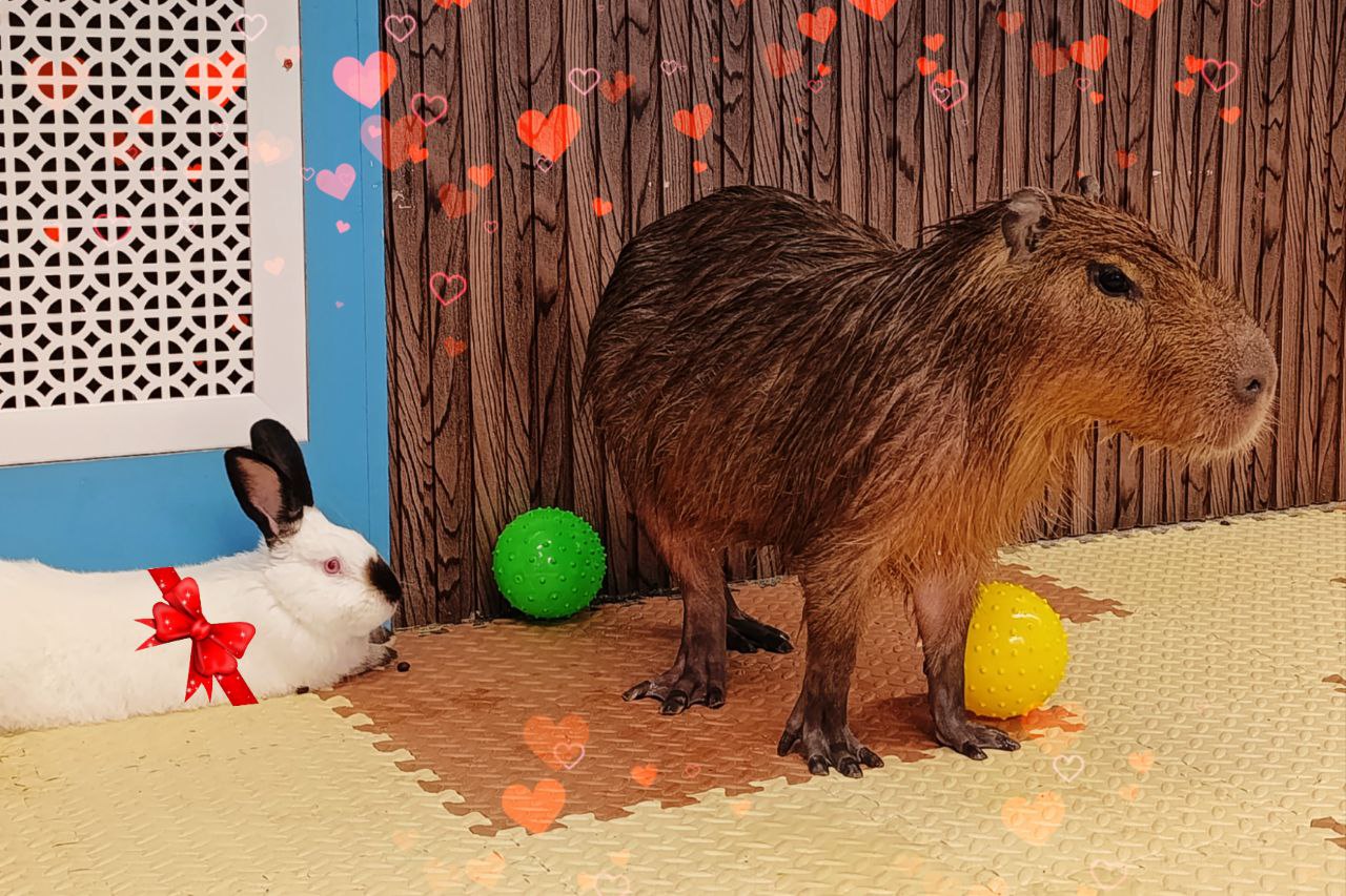 москва кафе с капибарами