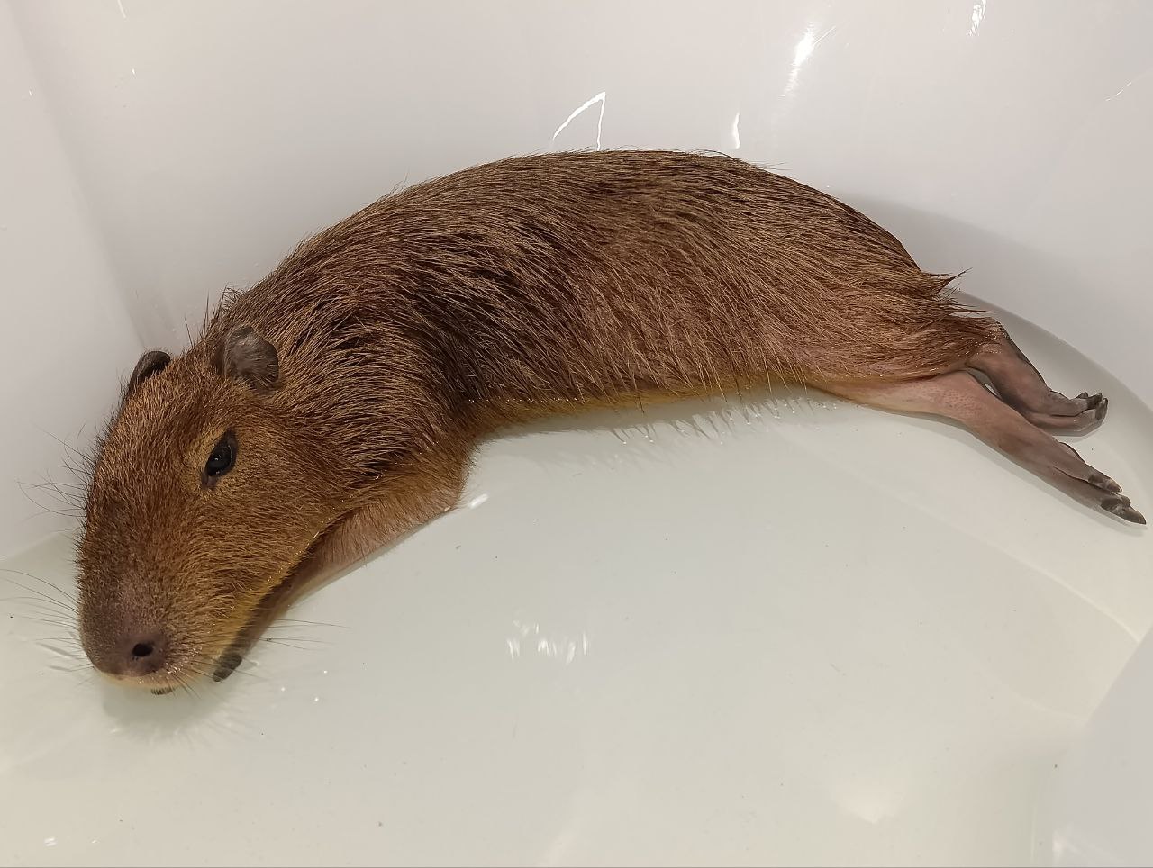 кафе с капибарой