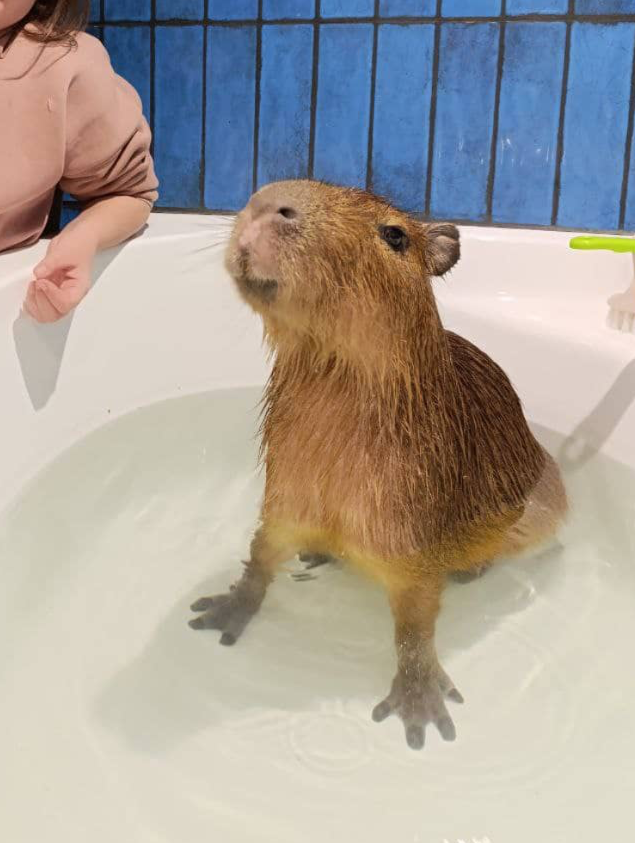 Кафе с капибарой в Москве