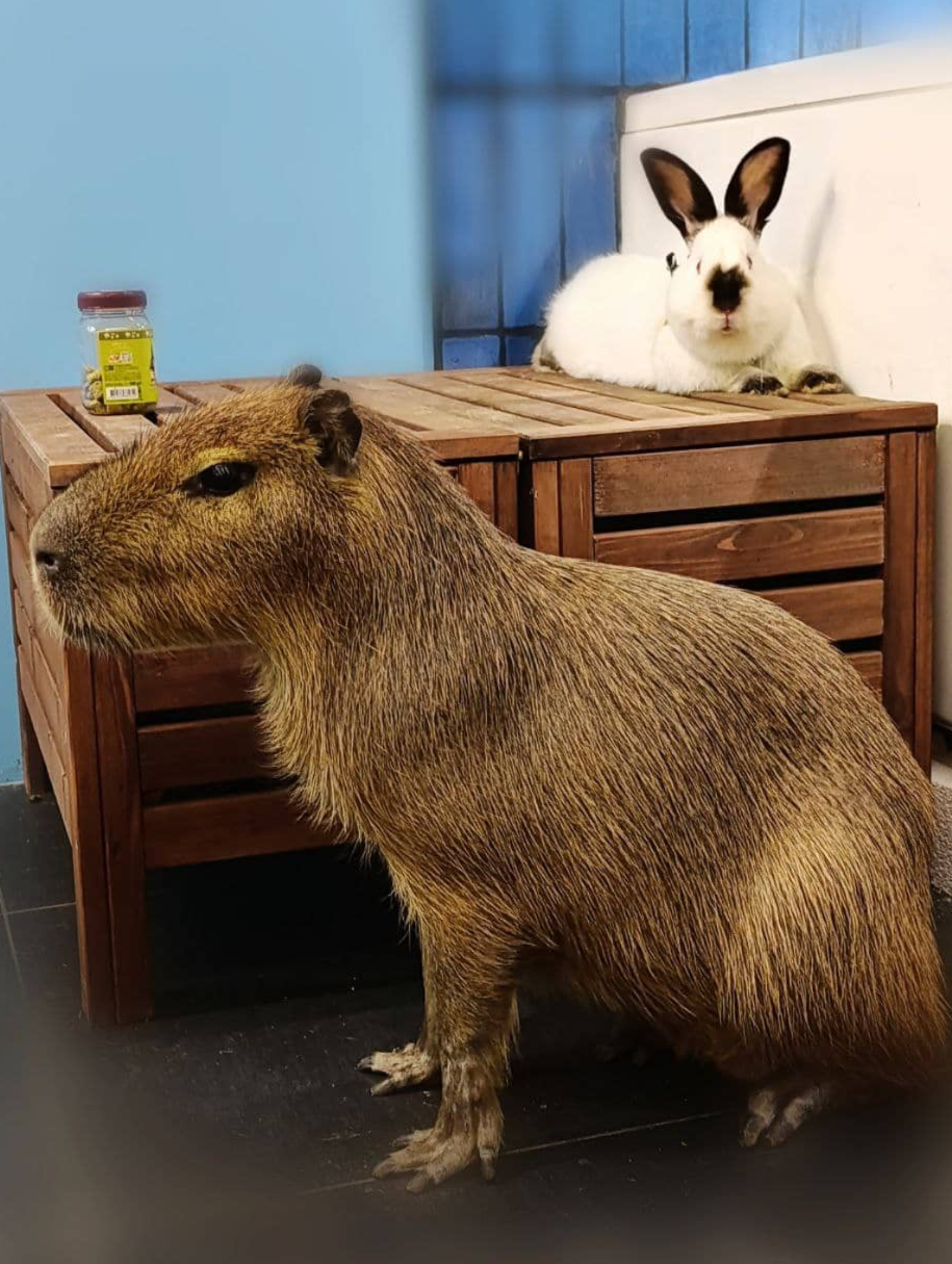 антикафе с живой капибарой