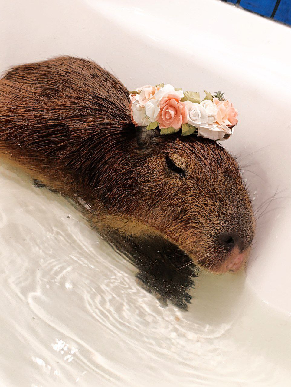 Кафе с капибарами в Москве 