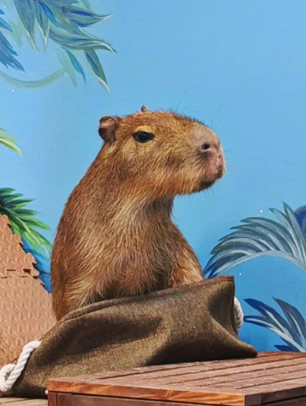 Кафе с капибарой в Москве