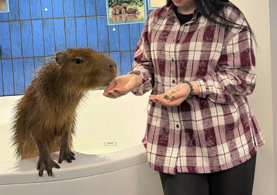 контактное кафе с капибарами