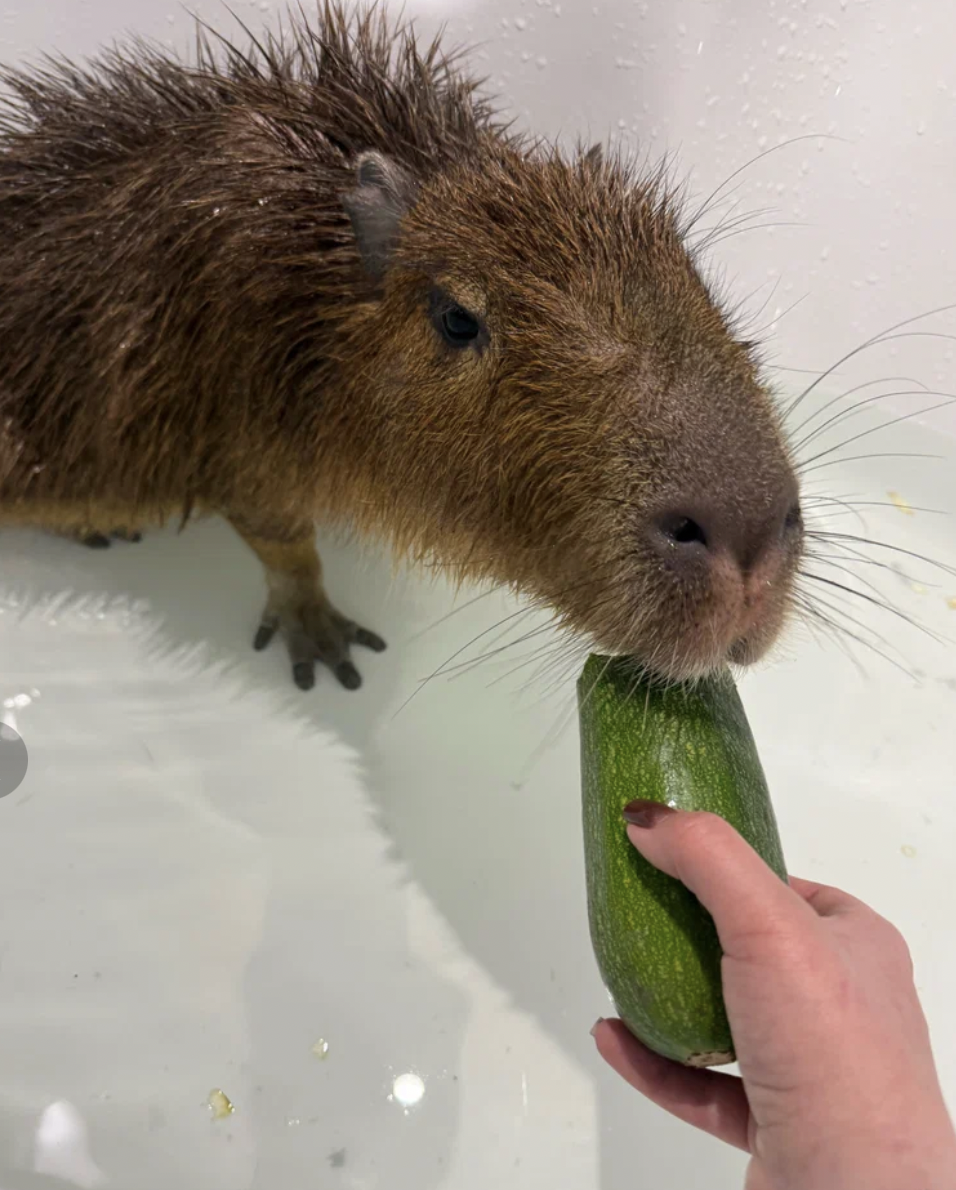 антикафе контактное капибарами