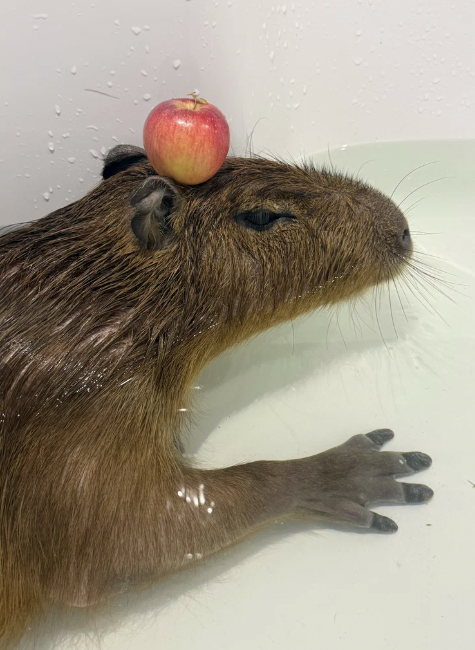 капибара кафе с яблоком